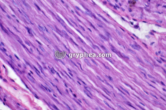 Muscle lisse estomac Lapin x160 - gryphea.com